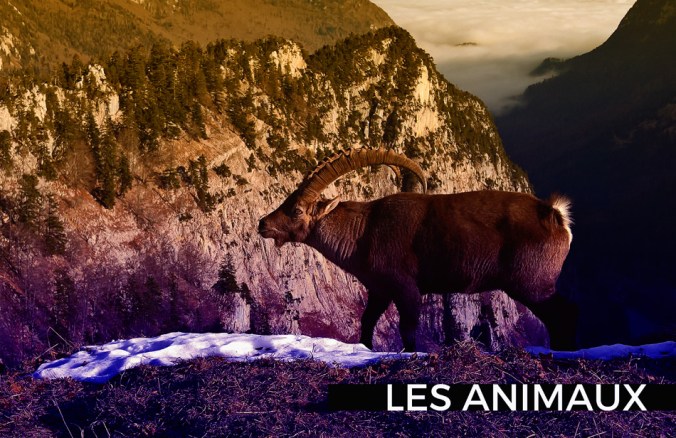 blog animaux