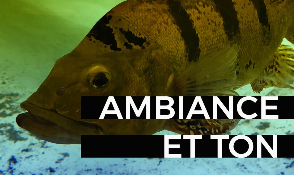 blog ambiance et ton